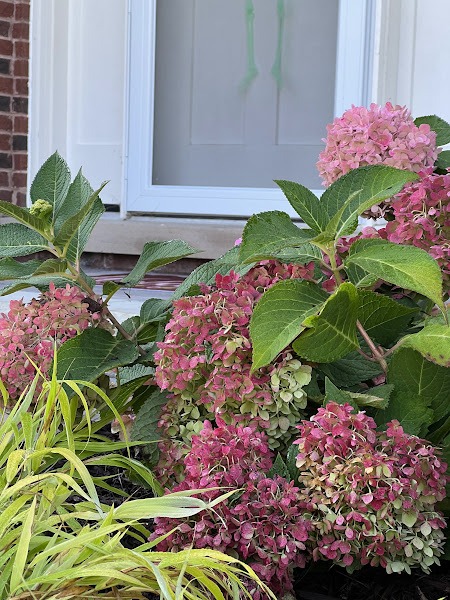 Flowers and leaves