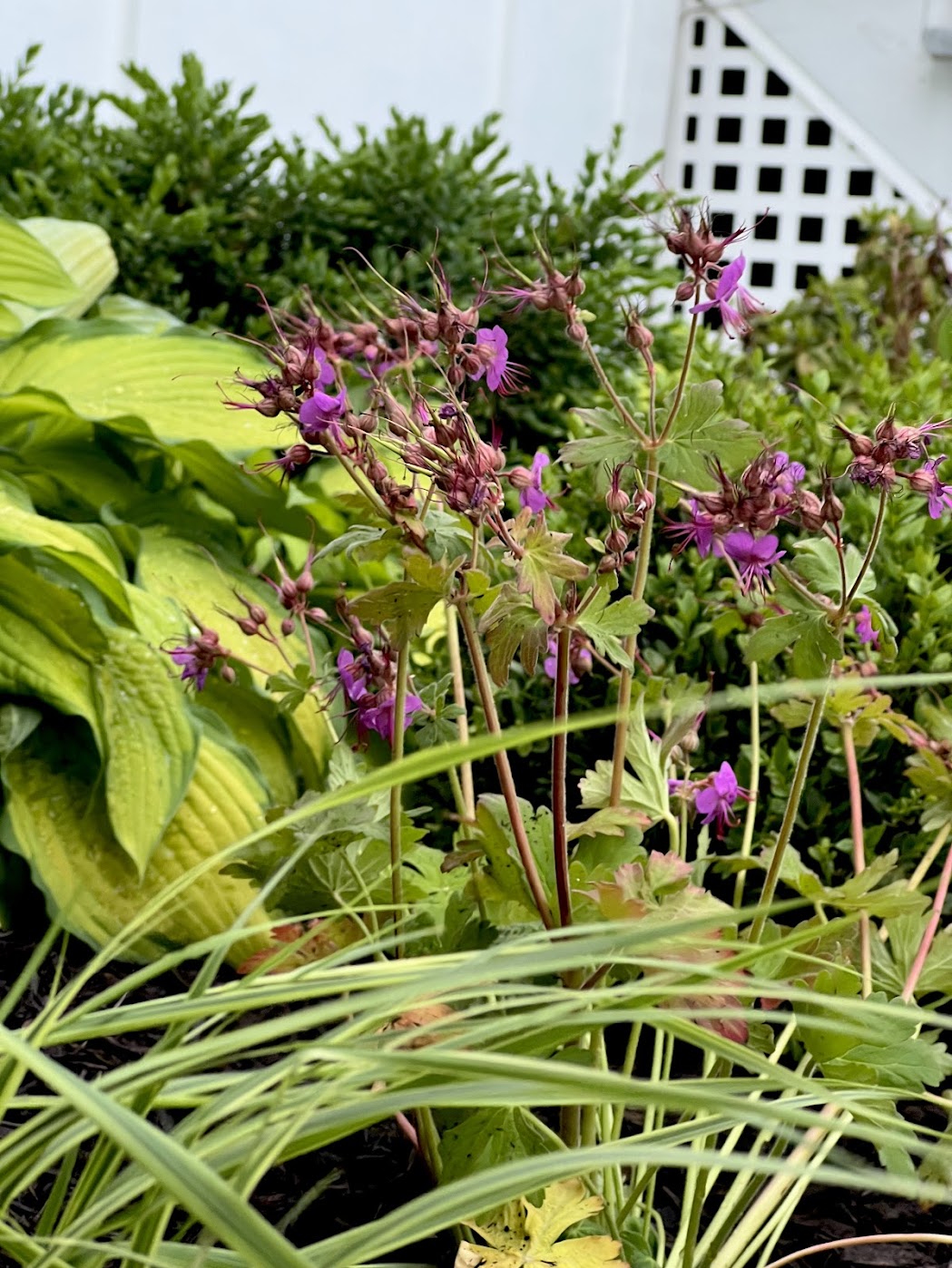 Green garden with purple flowers