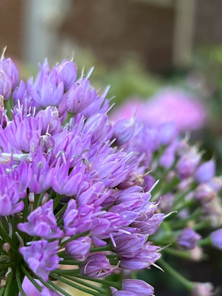 Close-up image of a flower