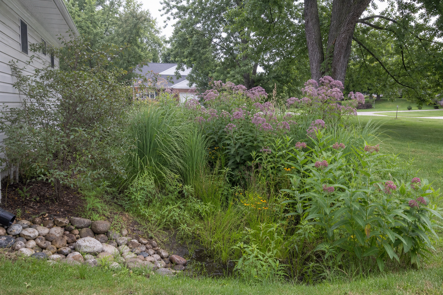 Landscape design near Grennan Heights Park in Niles, side yard rain garden with native plantings